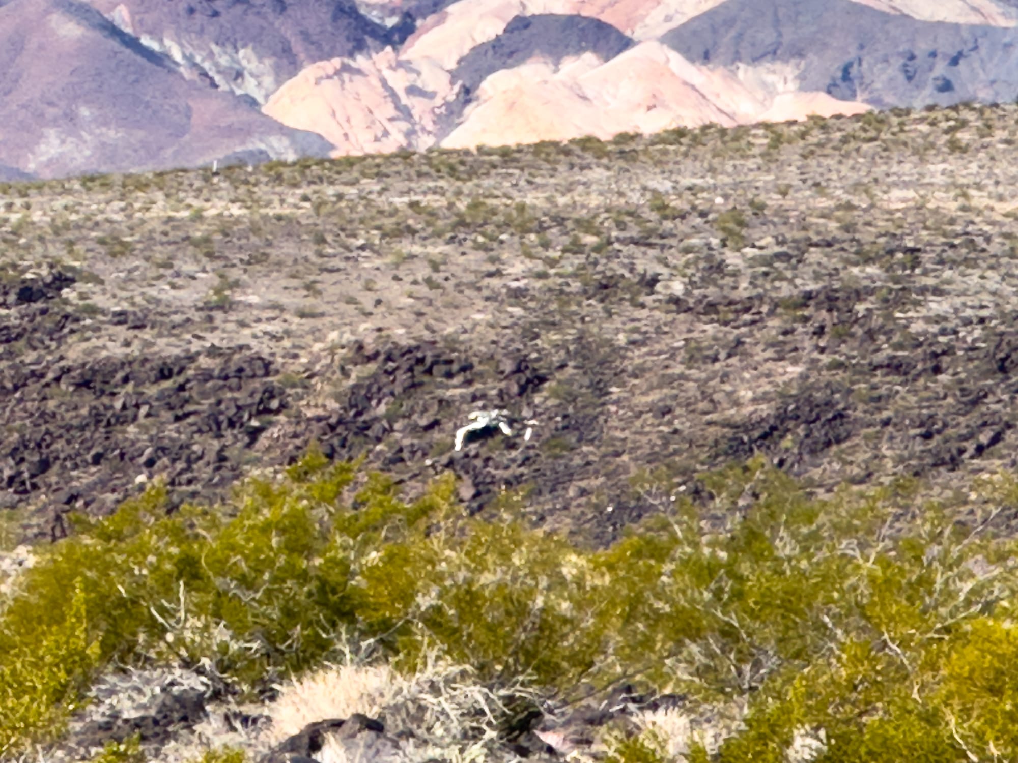 Wreck of N7304P, northern Greenwater Range